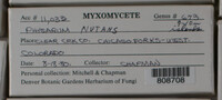 Physarum nutans image